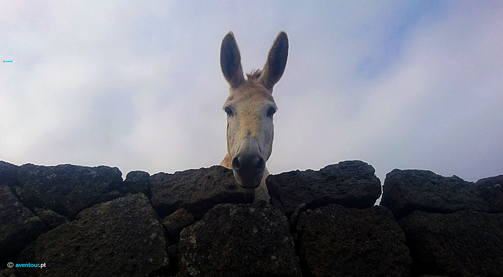 Endemic Donkey of Graciosa Island - Azores